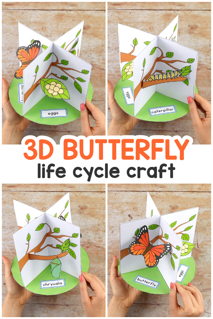 3D Butterfly Life Cycle Craft for Kids