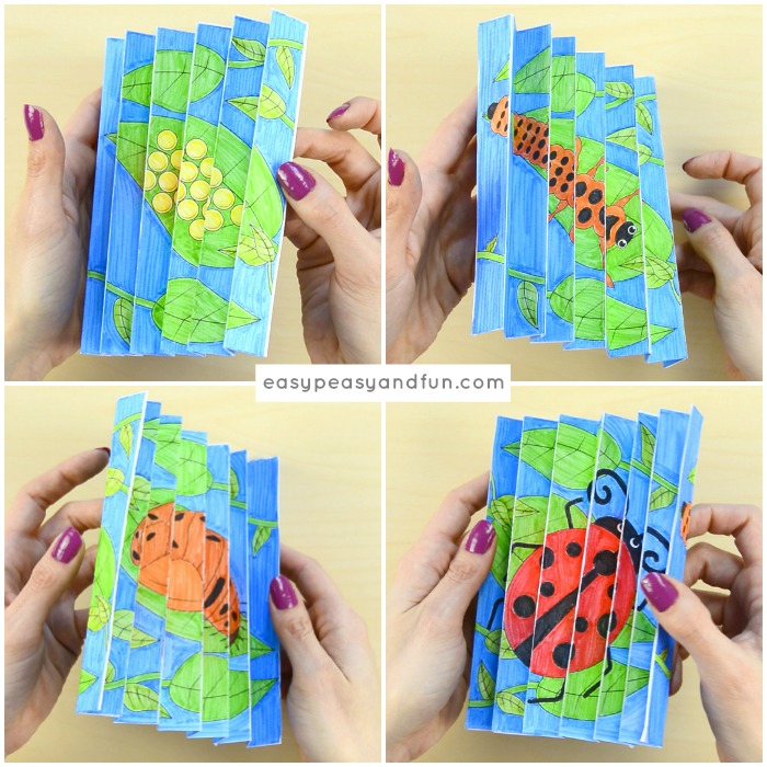 Ladybug Life Cycle Agamograph Template Craft