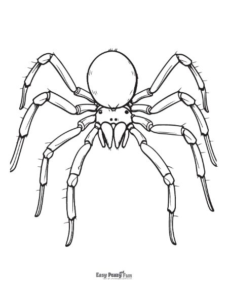 Realistic Spider