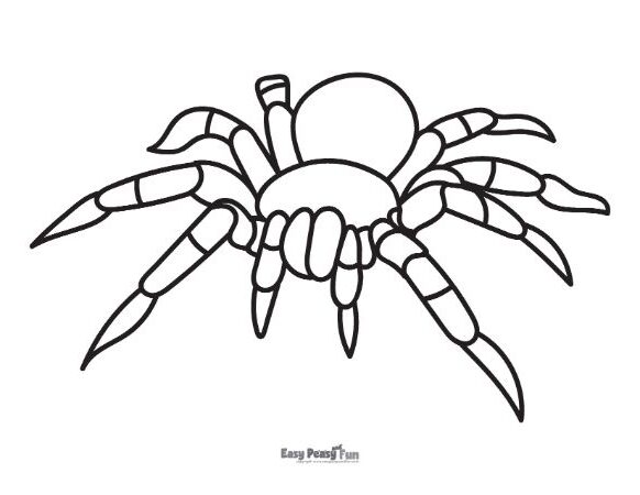 Tarantula Spider Coloring Page